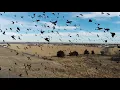 Blackbirds Ogallala Nebraska