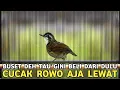 Lagu SERUPA TAPI TAK SAMA || HARGA LEBIH MURAH SUARA MERDU WARNA CANTIK CUCAK ROWO AJA LEWAT 