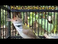 Prenjak Lumut Gacor || Mencari Lawan Tarung