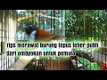 tips merawat burung tepus leher putih dari ombyokan untuk pemula