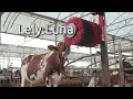 Download Lagu Lely Luna