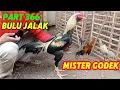 Download Lagu PART 366 🛑 BULU JALAK BREWOK‼️ ISTIMEWA 