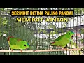 Download Lagu PIKAT SERINDIT BETINA GACOR MEMANGGIL JANTAN || PANCINGAN AMPUH SERINDIT BAHAN LANGSUNG NYAUT