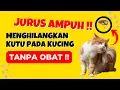 Download Lagu Ampuh !! 13 Cara Menghilangkan Kutu Kucing Tanpa Obat yang Mudah dan Efektif