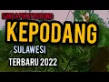 Download Lagu SUARA PEMIKAT BURUNG CAKKURIDI/KEPODANG EMAS LIAR SULAWESI 2022
