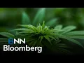 Cannabis retailer Trulieve reports Q1 2025 earnings results