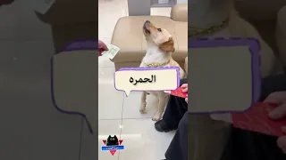 الكلب والورقة الحمراء كلاب مضحكة فيديوهات مضحكة مواقف مضحكة مقاطع مضحكة دموع الكوميديا 