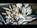 Download Lagu PENIMBANGAN IKAN HASIL MANCING  DISEKITARAN MUARA