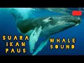 SUARA IKAN PAUS // UNIQUE WHALE SOUND (AUDIO)