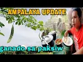 Download Lagu Ampalaya update