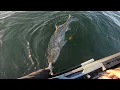 Big Bass Are On The Move In Narragansett Bay