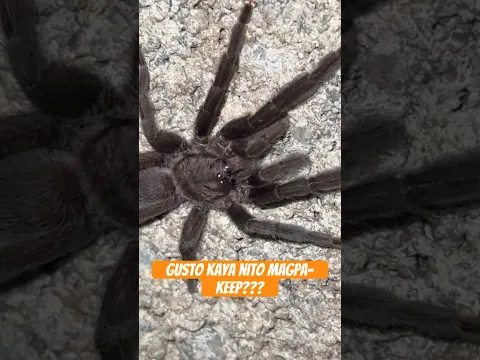 binisita tayo ng isang dwarf tarantula, ano kayang sp. ito? #tarantula