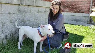 Adoptable dog looking for an Ohio home to explore