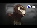 How Did Our Most Famous Ancestor Really Die