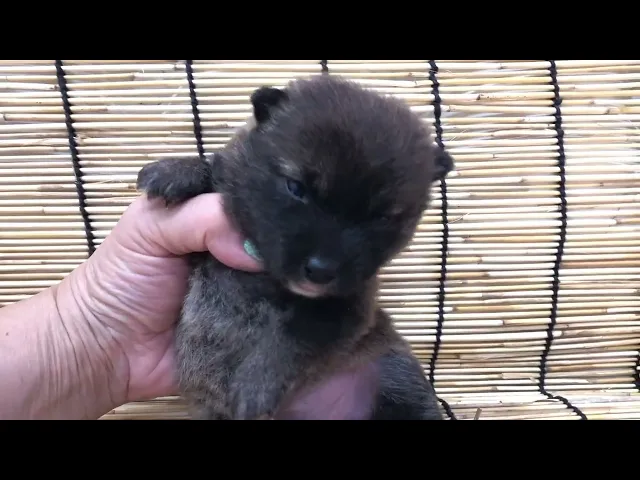 動画
