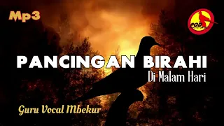suara perkutut ngerot pancingan birahi di malam hari
