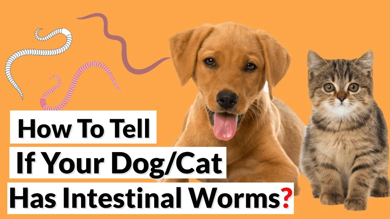 Outline Video How To Tell If Your Dog/Cat Has Worms?