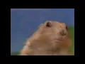 SQUIRREL DRAMATIC SHOCK MEME NO COPYRIGHT FREE DOWNLOAD