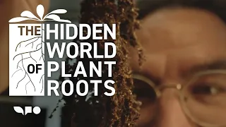 The Hidden World of Plant Roots with Stanford Biologist Jose R Dinneny