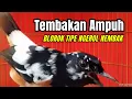 Download Lagu ⚫ MURAI BATU BLOROK GACOR FULL ISIAN TEMBAKAN MEWAH PALING AMPUH MURAI BATU BONGKAR MATERI‼️ #129