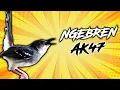 Download Lagu Masteran Suara Burung Ciblek Kristal Jernih #burungciblek #masteranciblek  #ciblekkristal