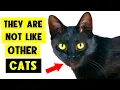Lagu 9 SURPRISING FACTS ABOUT BLACK CATS! 🐈‍⬛🔥 (I Bet You Don’t Know Them All!)
