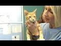 Animal shelter capacity issues cause problems for pets