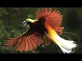 Download Lagu Fakta Menakjubkan Burung Cendrawasih yang Wajib Kamu Tahu!