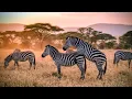 Lagu Zebra  Kawin