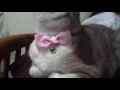 My Siamese-Persian Cat Mix Tabby Name Ciki