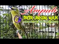 Download Lagu Pancingan Pleci dakbal agar cepat Nyahut dan ngalas Buka paruh