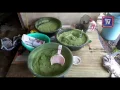Download Lagu Rumah jadi makmal proses daun ketum