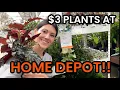 Download Lagu $2.98 PLANT SALE AT HOME DEPOT!! Big Box Plant Shopping - Home Depot Finds - Michigan