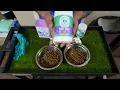 Our Daily Bulldog Feeding Routine