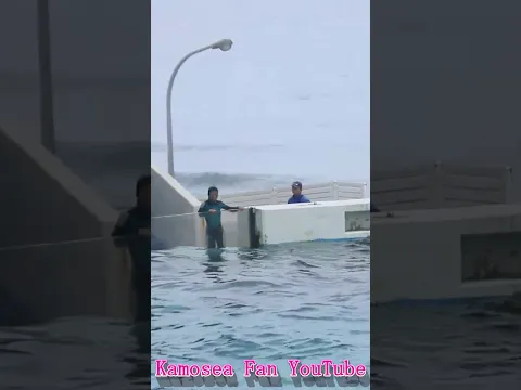 必殺「テヘペロ～(*'▽')」 #Shorts #鴨川シーワールド #シャチ #kamogawaseaworld #orca #killerwhale