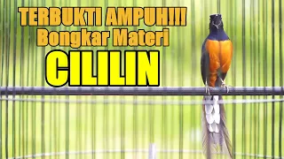terbukti ampuh tembakan murai batu isian cililin bikin langsung nyaut tambah gacor