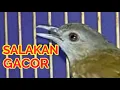 Download Lagu SUARA BURUNG PELANDUK SEMAK NGEBREM NGEROL GACOR