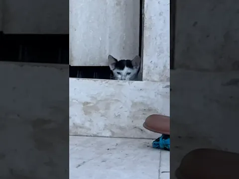 Sevimli ziyaretçiler ❤️