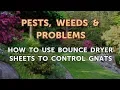 How to Use Bounce Dryer Sheets to Control Gnats
