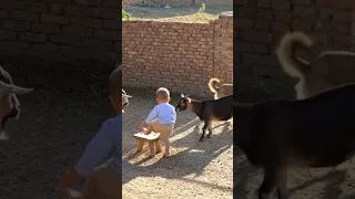 Baby Playing With Dogs And Goats Shortsviral S Viral Mountains Youtubeshorts Youtube 