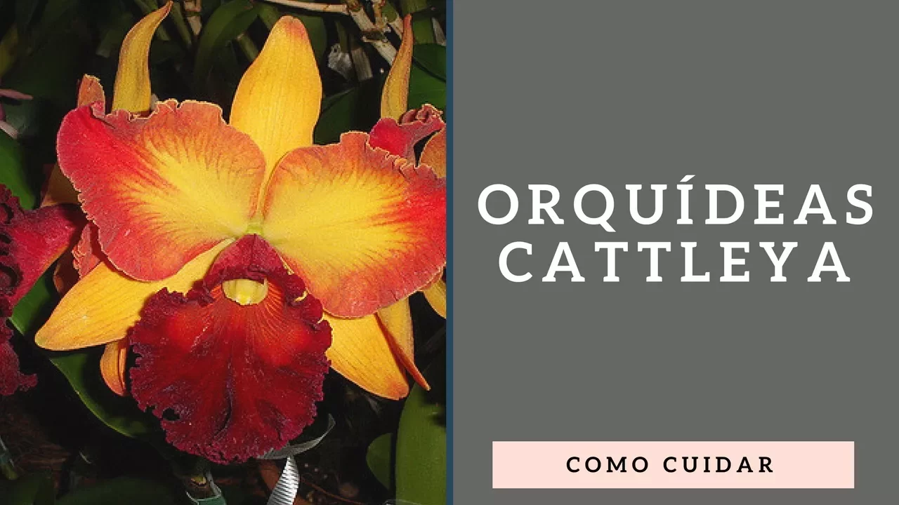 COMO CUIDAR DE ORQUÍDEAS CATTLEYA APRENDA MAIS NESSE VÍDEO