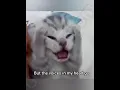 Lagu I know i should sleep but the voices in my head go #georgieebom #cat #funny #fyp #meme