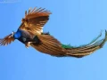 Do A Peacocks Fly - How Far Can A Peacock Fly