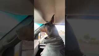 Intense focus lol #fyp #doberman #pets #dream #vlog