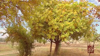 فصل الخريف في محافظة الرقة مع أغنية اصفرت أوراق الشجر نانسي حوا 