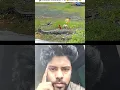 alligator attack from A dog