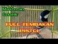 Download Lagu Masteran gelatik batu tembakannya mewah durasi 1 jam
