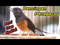 Download Lagu HANYA HITUNGAN DETIK MURAI DISITU LANGSUNG RESPON‼️PANCINGAN PENGGACOR MURAI BATU PALING EFEKTIF