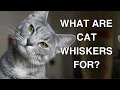Cat Whiskers What Are Cat Whiskers For
