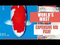 S Legend The World s Most LARGEST Expensive Koi Fish
